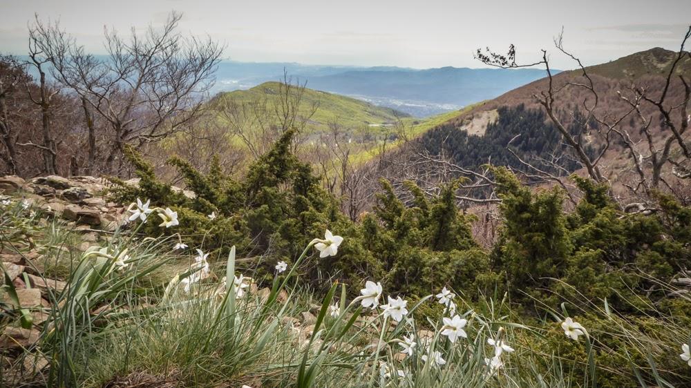 Хостел Hostal L'Avet Blau Santa Fe de Montseny Екстер'єр фото